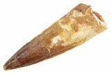 Fossil Spinosaurus Tooth - Real Dinosaur Tooth #363549-1